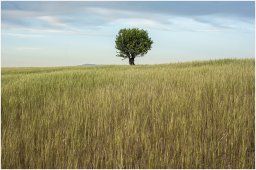 nury marc_plateau de valensole 86